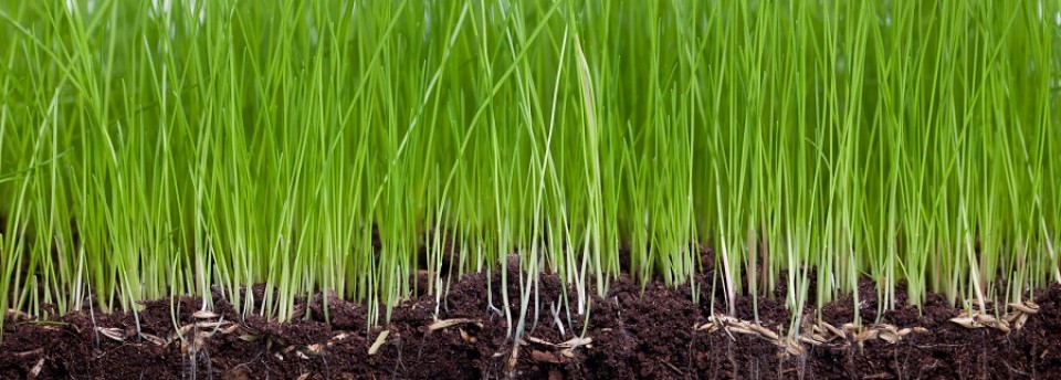 LAWN CARE & WINTER LAWN INSTALLATION